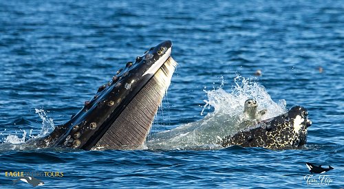 Harbour seal finds itself in the mouth of a Humpback whale in BC waters