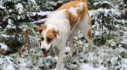 UPDATE: Missing dog near Penticton confirmed alive after being spotted on camera