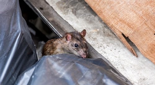 BC mayors, councillors endorse resolution urging the government to ban glue traps