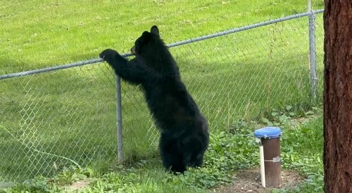 Kelowna woman comes ‘face to face’ with black bear in her backyard