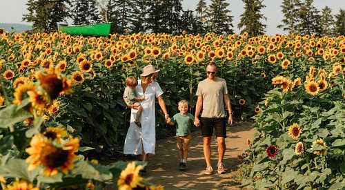 Insta-worthy Okanagan sunflower festival kicks off today