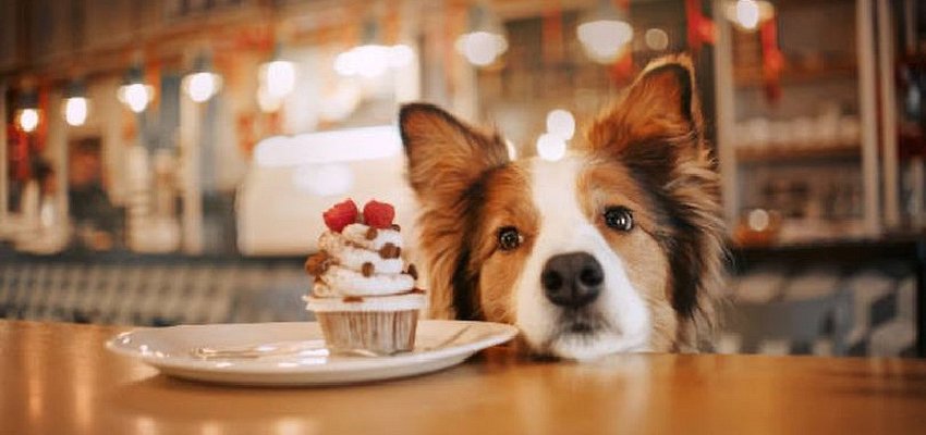 Doggie cafe and canine social club to open Wednesday in downtown Kelowna